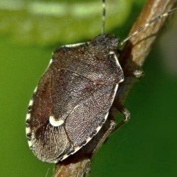 Holcostethus sphacelatus